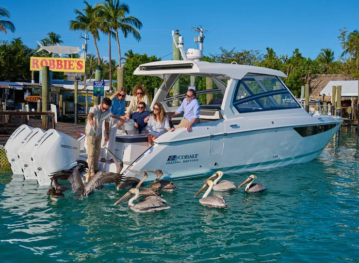 people feeding animals from boat